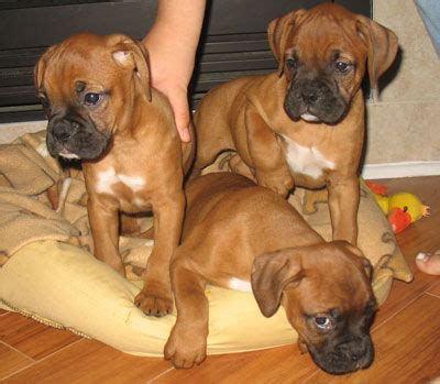 boxer puppies for sale toronto|boxers for adoption ontario.